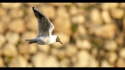 Black-headed Gull