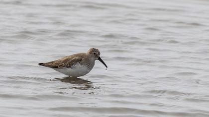 Karakarınlı kumkuşu