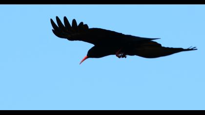 Kırmızıgagalı dağ kargası