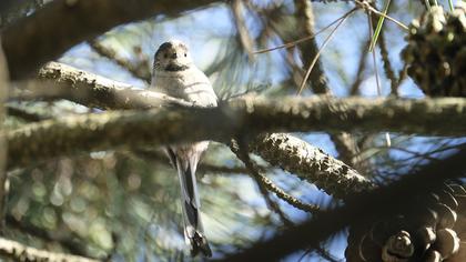 Uzunkuyruklu baştankara