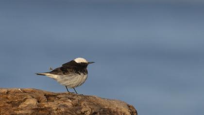 Keşiş kuyrukkakanı
