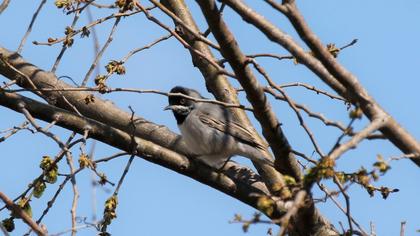 Karaboğazlı ötleğen