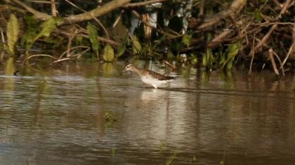 Orman düdükçünü