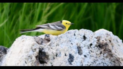 Sarıbaşlı kuyruksallayan