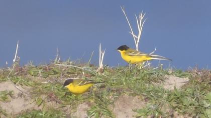 Sarı kuyruksallayan