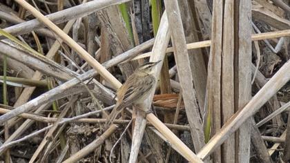 Kındıra kamışçını