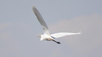 Büyük ak balıkçıl