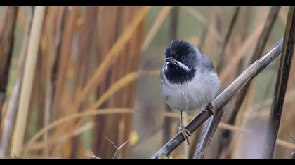 Karaboğazlı ötleğen