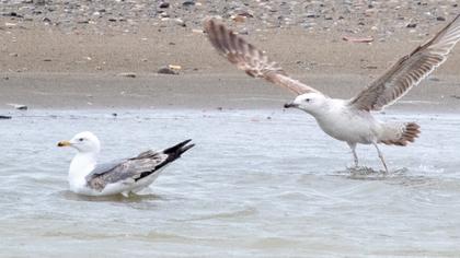 Van gölü martısı