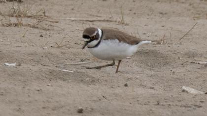 Halkalı küçük cılıbıt