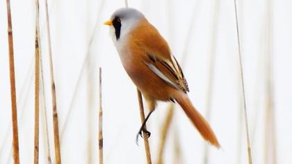 Bıyıklı baştankara