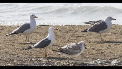 Van gölü martısı