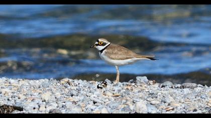 Halkalı küçük cılıbıt
