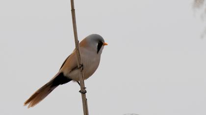 Bıyıklı baştankara