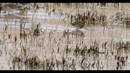 Küçük suçulluğu