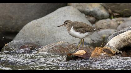 Benekli düdükçün