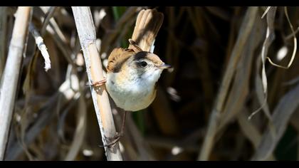 Doğu kamışçını