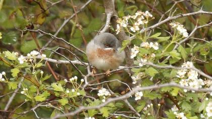 Bıyıklı ötleğen