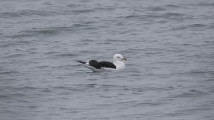 Lesser Black-backed Gull