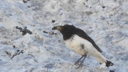 Aksırtlı kuyrukkakan