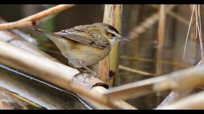 Kındıra kamışçını