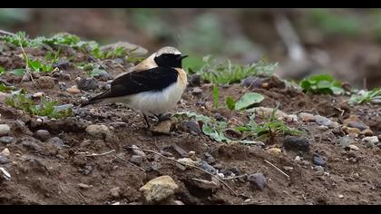 Karakulaklı kuyrukkakan