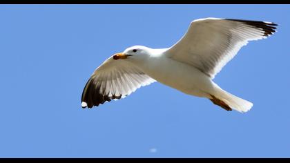 Van gölü martısı