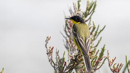 Sarı kuyruksallayan