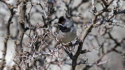 Karaboğazlı ötleğen