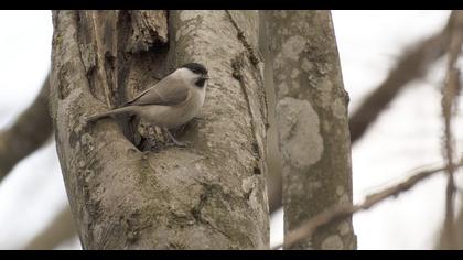 Kayın baştankarası