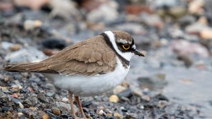 Halkalı küçük cılıbıt