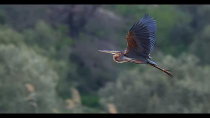 Erguvani balıkçıl