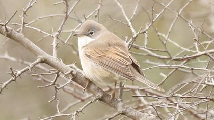 Akgerdanlı ötleğen