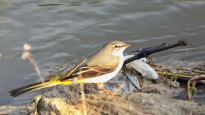 Dağ kuyruksallayanı