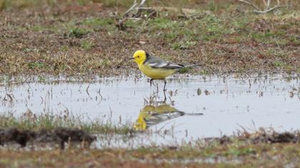 Sarıbaşlı kuyruksallayan