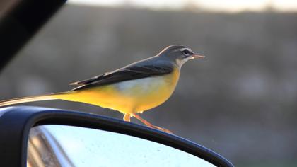 Dağ kuyruksallayanı