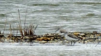 Bataklık düdükçünü