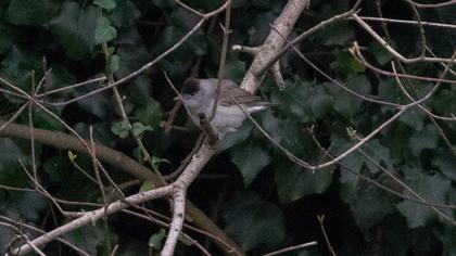 Karabaşlı ötleğen