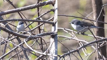 Küçük akgerdanlı ötleğen