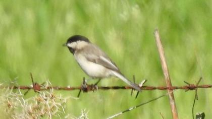 Akyanaklı baştankara