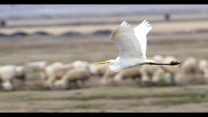 Büyük ak balıkçıl