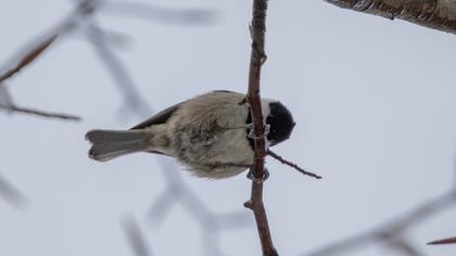 Akyanaklı baştankara