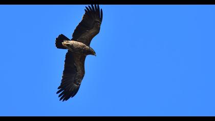 Küçük orman kartalı