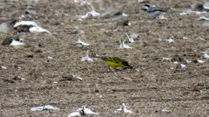 Sarı kuyruksallayan