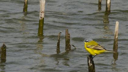 Sarı kuyruksallayan