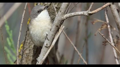 Küçük akgerdanlı ötleğen