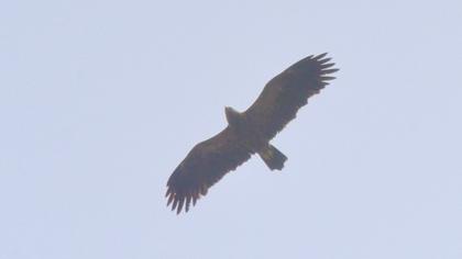 Küçük orman kartalı