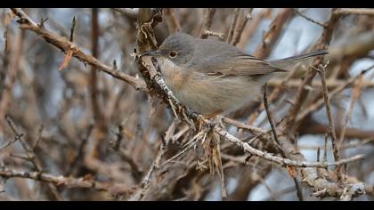 Bıyıklı ötleğen