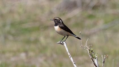 Kıbrıs kuyrukkakanı