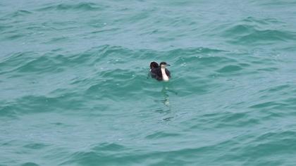 Karagerdanlı dalgıç
